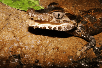 Puerto Maldonado: Tambopata River Night Boat Tour