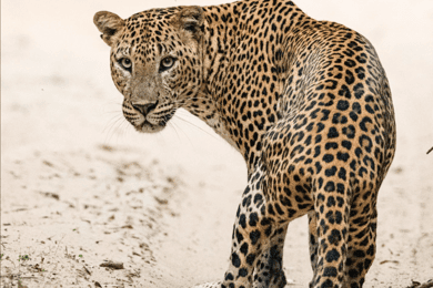 Kumana National Park Leopard Safari PRIVATE Tour