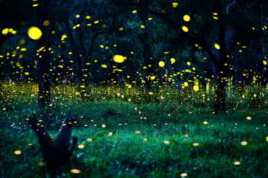 From Kuala Lumpur: Fireflies Tour and Seafood Dinner