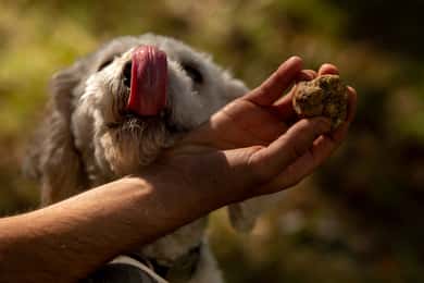 From Tortona: Piedmont Truffle Hunting Experience