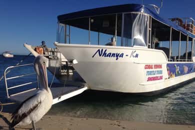 Coral Bay : Écotour de 3 heures pour les tortues du récif de Ningaloo