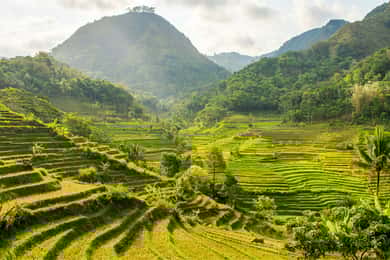 Yogyakarta: Selogriyo Temple Tour & Java Rice Terrace Trek