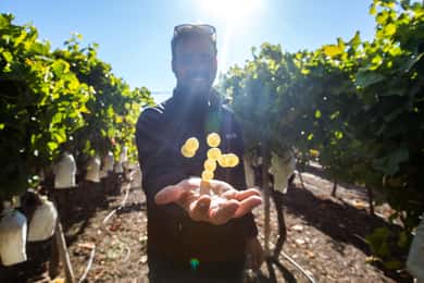 Alicante: Tur vinicol în mediul rural cu 4 degustări