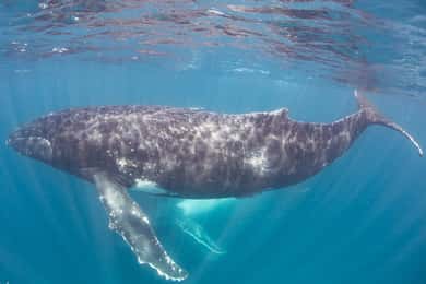 Australie occidentale : Nagez avec les baleines à bosse