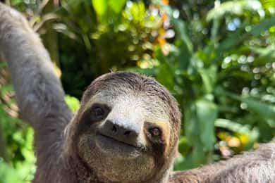 Manuel Antonio National Park: Guided Tour with ENTRANCE INCLUDED