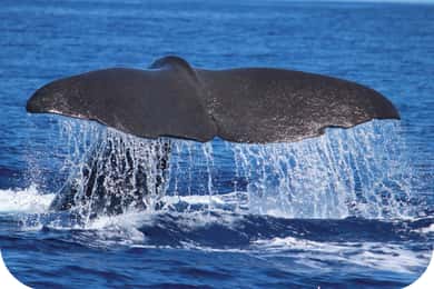 Von Calheta aus: Wal- und Delfinbeobachtungstour mit dem RIB-Boot