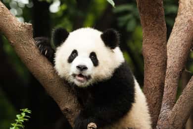 Chengdu: Research Base of Giant Panda Breeding e-Ticket