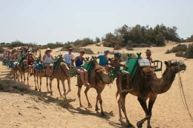 Maspalomas: Paseo en camello guiado por las Dunas de Maspalomas