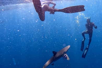Cabo San Lucas: Schnorcheln mit Haien mit Getränken und Snacks