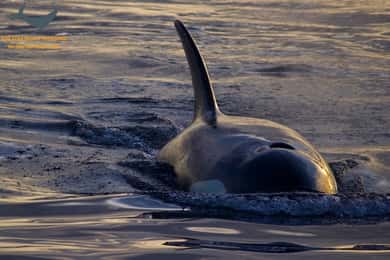 Victoria, BC: Sunset Whale Watching Tour