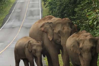 Parque nacional de Khao Yai: excursão privada de 2 dias a partir de Banguecoque