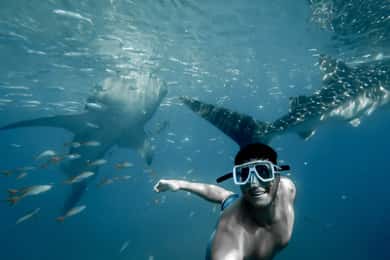 Cebu City: Simning med valhaj & Kawasan Falls Canyoneering
