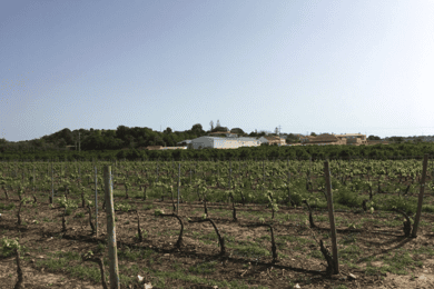 Algarve Wine Tour of two estates guided by wine expert