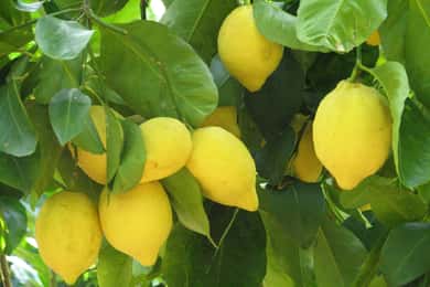 Sorrento: Lemon, Olive Oil and Wine Tasting Tour with Lunch