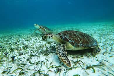 Mahahual: Snorkeltour in Reef Lagoon