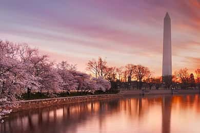 Washington: Tur med kirsebærblomster