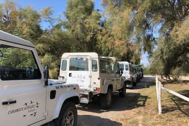 Desde Arles: Safari de medio día en 4x4 por la Camarga