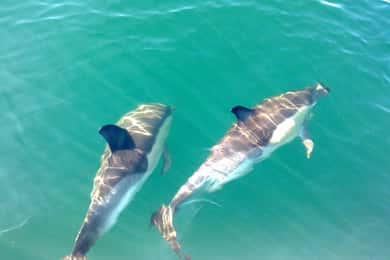Cabanas de Tavira: Dolphin Watching Boat Tour