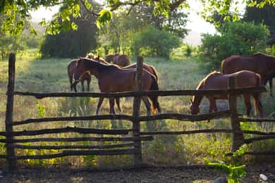 Excursão a cavalo e a nado