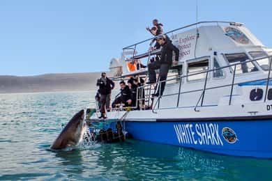 Gansbaai: Mergulho com tubarões e passeio de barco para observação de baleias