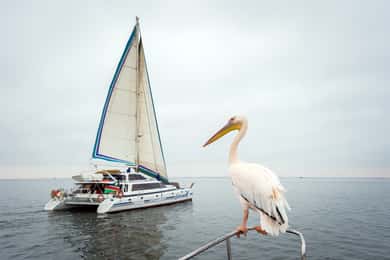 Walvis Baai: Marine Big 5 Luxe Catamaran Tour