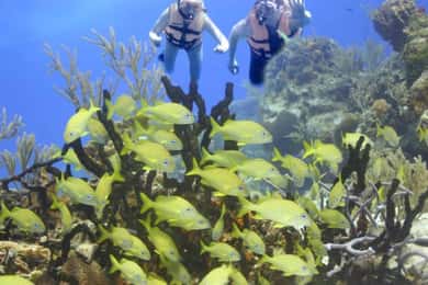Cancun : Visite du cénote de Cancun et plongée en apnée