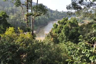 Fra Kuala Lumpur: Dagstur i Taman Negara nasjonalpark