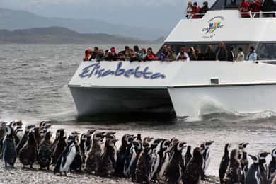 Ushuaia : Observation des pingouins en catamaran