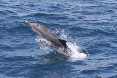 Tagestour von Sevilla nach Gibraltar zur Delfinbeobachtung