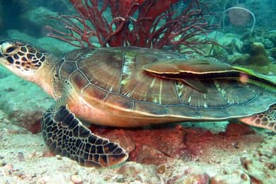 Koh Chang: Half-Day Snorkeling Adventure on a Speedboat
