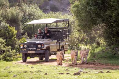 Little Brak River: Botlierskop Guided Game Drive