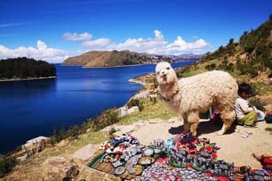 From Puno: Sun Island and Copacabana 1-Day Tour