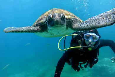 Tenerife: Dykkeroplevelse for begyndere i skildpaddeområdet
