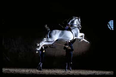 Jerez de la Frontera : danse du cheval andalou et musées