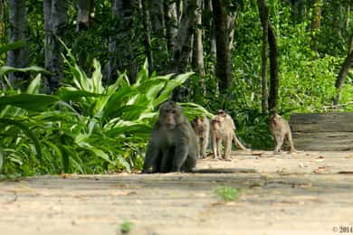 Ho Chi Minh: Private Can Gio Mangrove Forest Day Tour