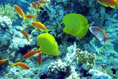 Hurghada: Full-Day Scuba Diving Tour with 2 Sites and Lunch
