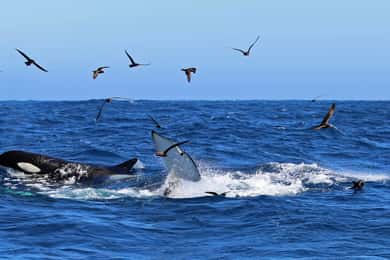 Bremer Bay: Bremer Canyon Killer Whale Expedition