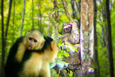Panama: Monkey and Sloth Jungle Habitat Panama Tour