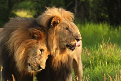 From Durban: Lion Park and Tala Game Reserve Half Day Tour