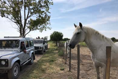 La Camarga: Safari desde Saintes-Maries-de-la-Mer