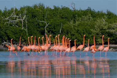 From Cancun: Rio Lagartos y Las Coloradas Tour