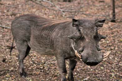 Kruger National Park Morning Safari