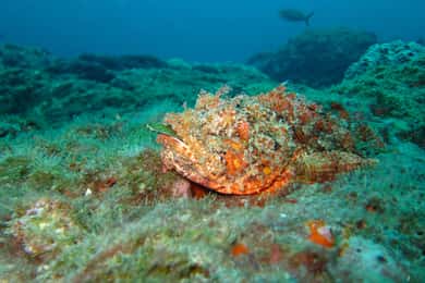 Coron: Barracudasjön, Skelettvraket, båttur i Twin Lagoon