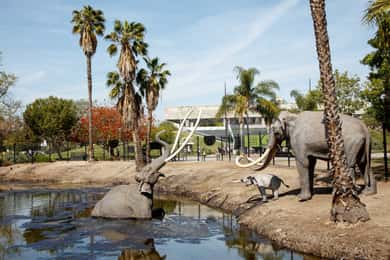Ticket für das La Brea Tar Pits Museum