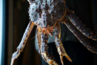 Tromsø: Norrsken Live King Crab Dinner vid havet