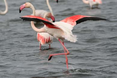 Fra Avignon: Camargue-tur med adgang til Pont de Gau fuglepark