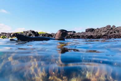 Ilhota Tintoreras: pinguins, atobás de patas azuis e tartarugas marinhas