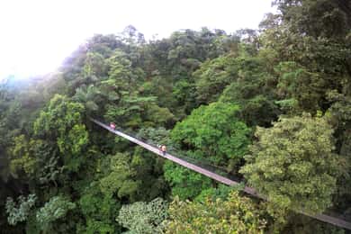 Arenal Hanging Bridges Half-Day Tour from La Fortuna