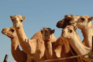 Dubai'den: Al Ain Garden City Tam Günlük Gezi Turu