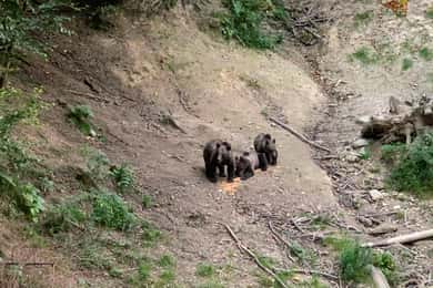 From Brasov: Bear Watching in the Wild